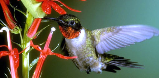 colibrì